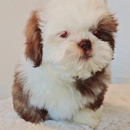 Shih Tzu Puppies from Shantii's Shih Tzu's