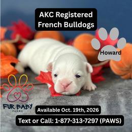 Howard - White male French Bulldog puppy in Michigan from Fur Baby Farms