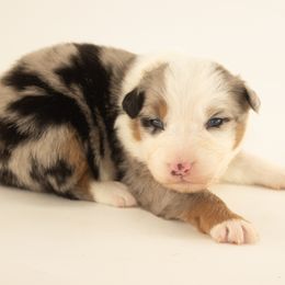 Cookie - Blue merle female Australian Shepherd puppy in Placerville, California from BFF Aussies