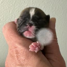 AKC male- DRIFT - Black gold and white male Shih Tzu puppy in Moses Lake, Washington from Shurbeez Shih Tzu
