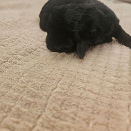 Thistle - Black and white female Aussiedoodle puppy in Tucson, Arizona from Ever After Doodles Arizona