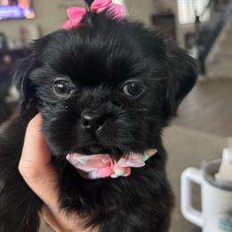 Shih Tzu puppies from P and J Farms