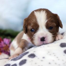 Alyssa-Red Collar - Blenheim female Cavalier King Charles Spaniel puppy in Green Forest, Arkansas from Horseshoe Drive Kennel