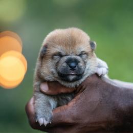 Boy 2 - Red male Shiba Inu puppy in Hephzibah, Georgia from Evenfalls Shiba Inu