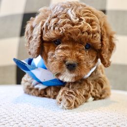 Cavapoo, Goldendoodle, and Poodle Puppies from Pitter Patter Puppies