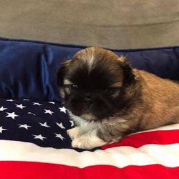 Pekingese Puppies from Dreamers Pekingese