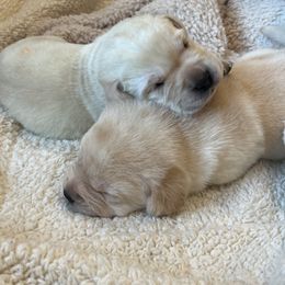 Labrador Retriever Puppies from Hatch Labradors