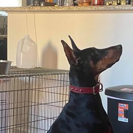 Naveia - Doberman Pinscher