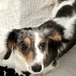 Pippa - Dachshund