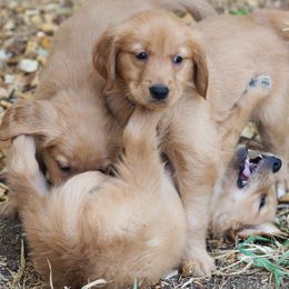 Golden Retriever Puppies from Glenmac Goldens