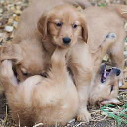 Golden Retriever Puppies from Glenmac Goldens