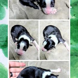 Australian Shepherd and Great Dane Puppies from AEW Farm