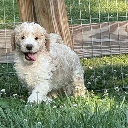 Goldendoodles from West TN Doodles