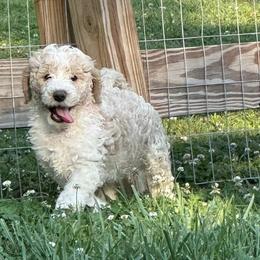 Goldendoodles from West TN Doodles