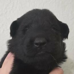 Pink collar - Black female German Shepherd puppy in Oscoda, Michigan from Sstar