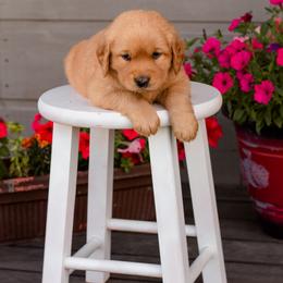 Golden Retriever Puppies from SK Golden Retrievers