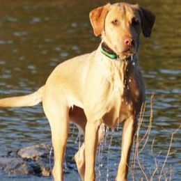 Labrador Retrievers from Wanderlust Kennels