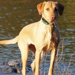 Labrador Retrievers from Wanderlust Kennels