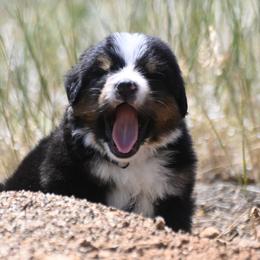 Bernese Mountain Dog, Golden Mountain Dog, and Golden Retriever Puppies from Grateful Bernese & Gage's Goldens