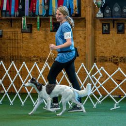 Windsprites from The Shire Sighthounds