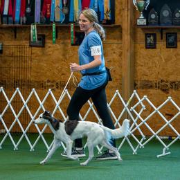 Windsprites from The Shire Sighthounds
