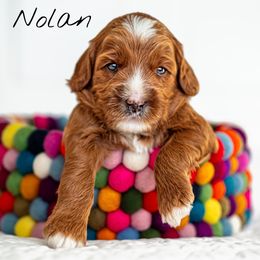 Australian Labradoodle Puppies from Swinging Gate Labradoodles