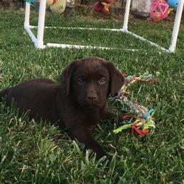 Labrador Retriever Puppies from Valley View English Labs