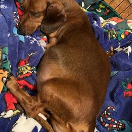Ruby - Dachshund