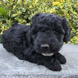 Sharla - Black and white female Aussiedoodle puppy in Blackfoot, Idaho from Draper Mountain Doodles