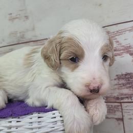 SweetPea - Parti female Goldendoodle puppy in Grabill, Indiana from Rose's Doodles