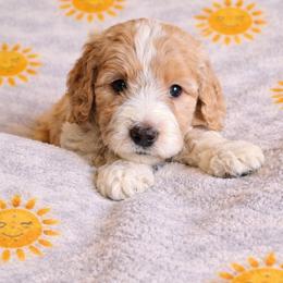Houston - Apricot male Aussiedoodle puppy in High Point, North Carolina from Kingsfield Doodles