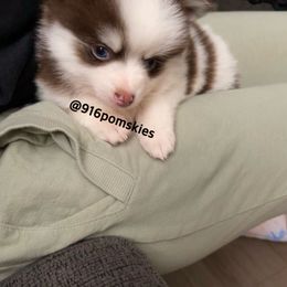 Pomsky Puppies from 916 Pomskies