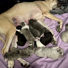 Great Dane Puppies from Laxton Danes