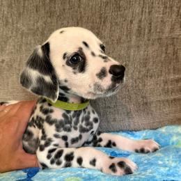 Champ - White and black male Dalmatian puppy in Newfoundland, Pennsylvania from Poconopaws