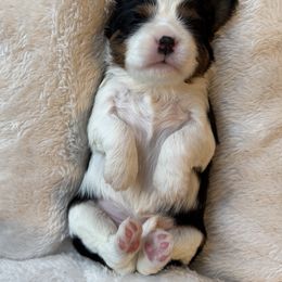 Cavalier King Charles Spaniel Puppies from Storycrest Cavaliers