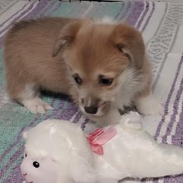 Girl 1 - Fawn female Pembroke Welsh Corgi puppy in Tucson, Arizona from Sierrita Mountain Corgis