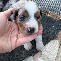 Earp - Blue merle male Miniature Australian Shepherd puppy in Friend, Nebraska from Mid-Plains Mini Aussies
