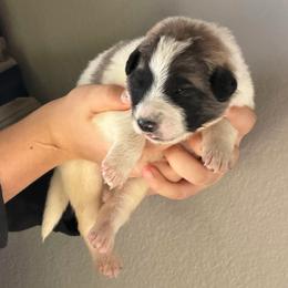 Vincent- gray - Badger male Colorado Mountain Dog puppy in Cotopaxi, Colorado from Once Upon A Moose (OUM)