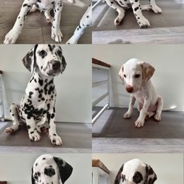 Dalmatian Puppies from City Dals