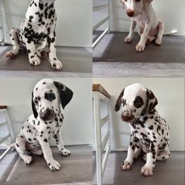 Dalmatian Puppies from City Dals