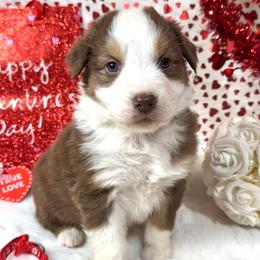 Trinket - Red & white female Australian Shepherd puppy in Vail, Iowa from Homegrown Huskies
