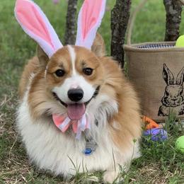 American Corgis and Pembroke Welsh Corgis from Country View Enchanted Corgis