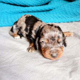Oreo - Dapple male Dachshund puppy in Brave, Pennsylvania from Foothills Cattery & Kennel