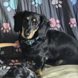 Whiskey - Australian Shepherd