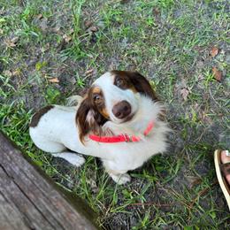 Scoutty - Dachshund
