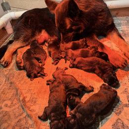 Black male 2 - Black male German Shepherd puppy in Hollis Center, Maine from Noble German Shepherds of Maine