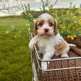 Peter - Red and white male Cockapoo puppy in Rolla, Missouri from Diamond K