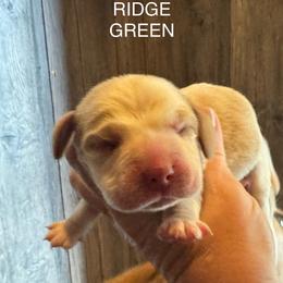 Ridge - Red and white male Beagle puppy in Viper, Kentucky from Mountain Top