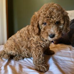 Bernedoodle and Goldendoodle Puppies from 4goldendoodles