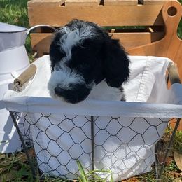 Sheepadoodle Puppies from Primrose Cottage Puppies
